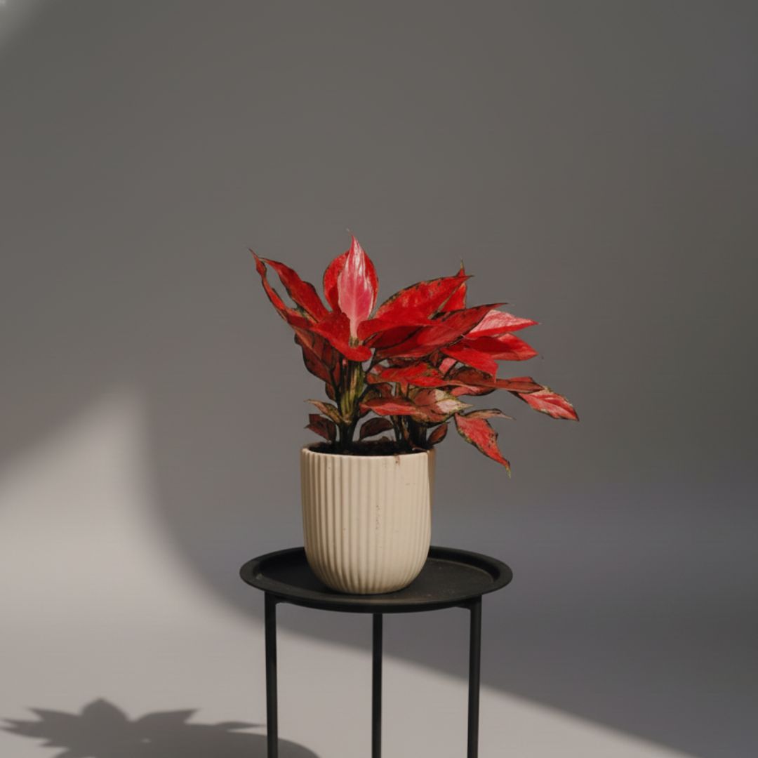 roses one side arranment